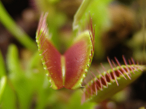 Dionaea muscipula (Venus Fly Trap) closing trap animation