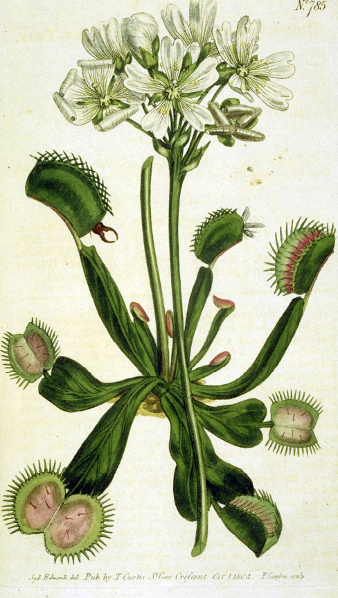Illustration of a Venus Flytrap from Curtis's Botanical Magazine by William Curtis (1746–1799)